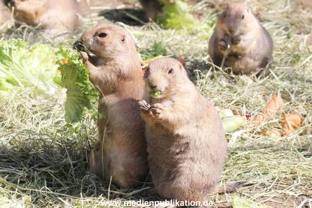 Hagenbeck 01082015 041