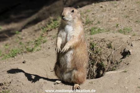 Hagenbeck 06062013 061