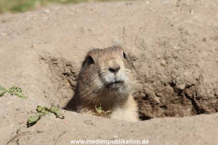 Hagenbeck 06062013 075