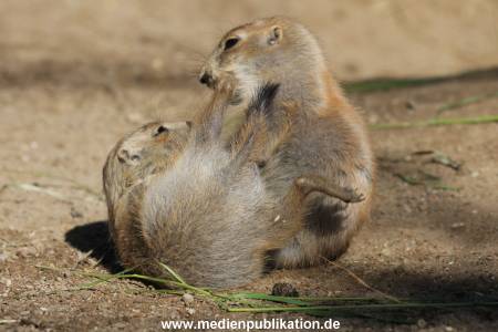 Hagenbeck 07062015 004