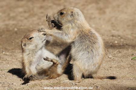 Hagenbeck 07062015 005
