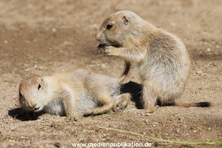 Hagenbeck 07062015 006