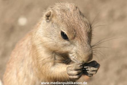 Hagenbeck 10072005 007
