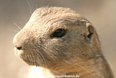 Hagenbeck 10072005 010