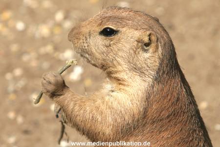 Hagenbeck 10072005 011