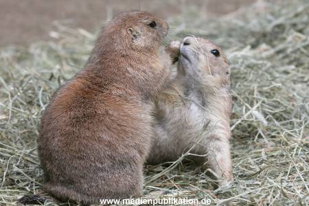 Hagenbeck 10082013 022
