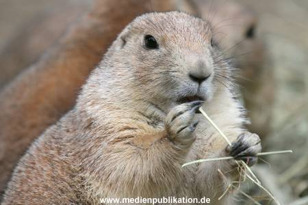 Hagenbeck 10082013 023