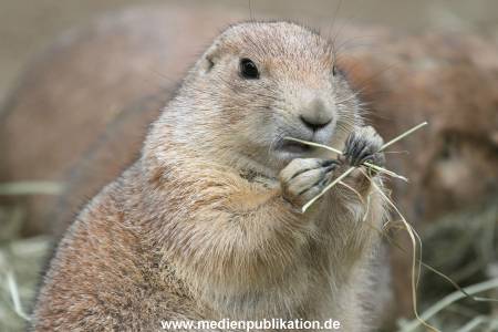 Hagenbeck 10082013 024