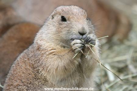 Hagenbeck 10082013 025