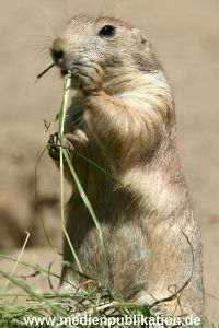 Hagenbeck 11062006 008