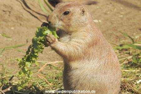 Hagenbeck 122016 029