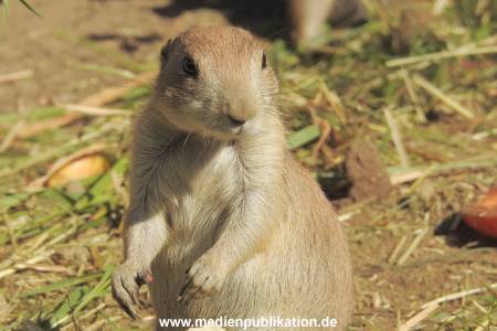 Hagenbeck 122016 030
