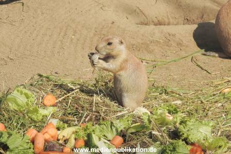 Hagenbeck 122016 031