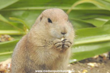 Hagenbeck 122016 036