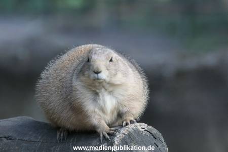 Hagenbeck 122016 041