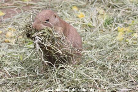 Hagenbeck 16072015 045