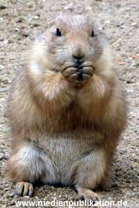 Hagenbeck 17062013 002