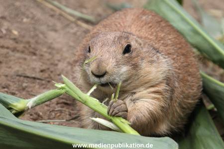 Hagenbeck 21072011 061
