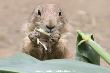 Hagenbeck 21072011 074