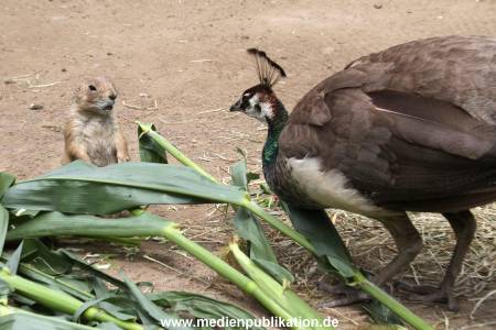 Hagenbeck 21072011 078