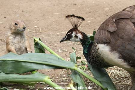 Hagenbeck 21072011 079