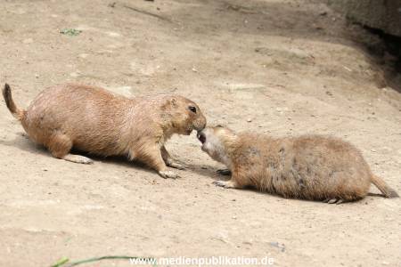 Hagenbeck 21072011 080