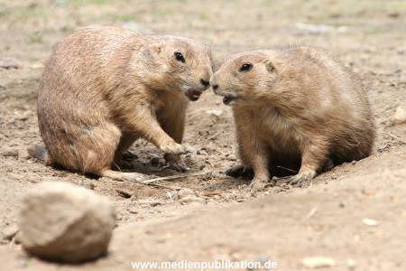 Hagenbeck 21072011 081