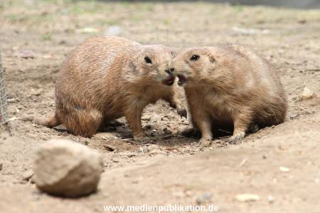 Hagenbeck 21072011 083