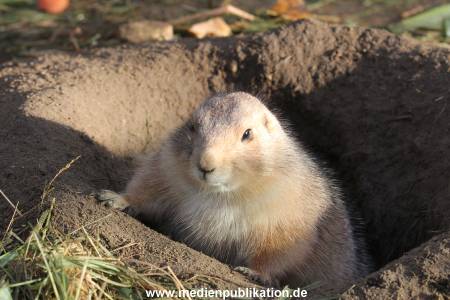 Hagenbeck 24022015 068