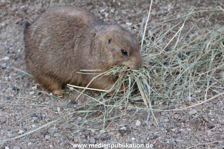 Hagenbeck 24022015 070
