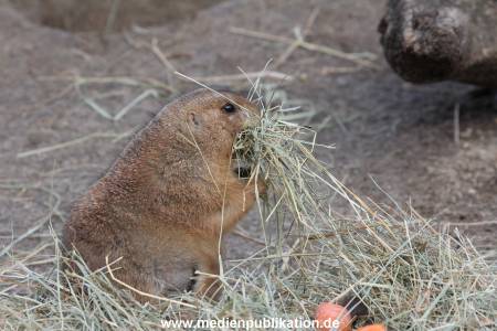Hagenbeck 24022015 072