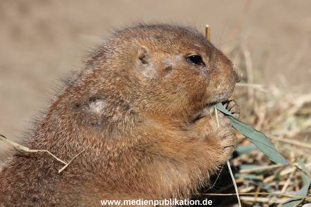Hagenbeck 24032015 014