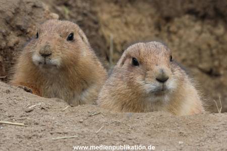 Hagenbeck 24042016 005