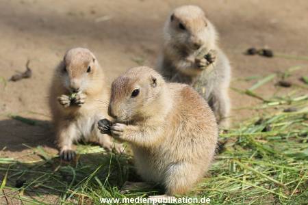 Hagenbeck 31052015 005