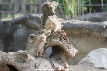 Hagenbeck 31052015 010
