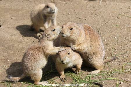 Hagenbeck 31052015 011