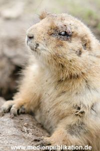 hagenbeck 19032005 012