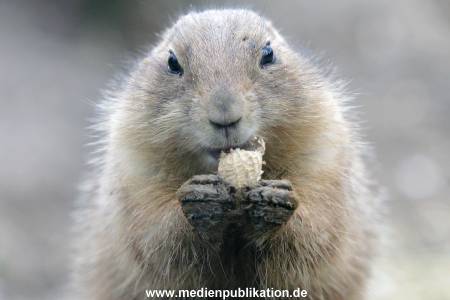 hagenbeck 19032005 024