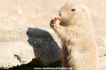 hagenbeck 20032005 003