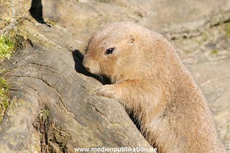 hagenbeck 20032005 004