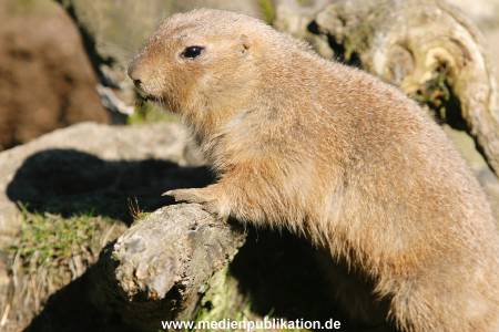 hagenbeck 20032005 005