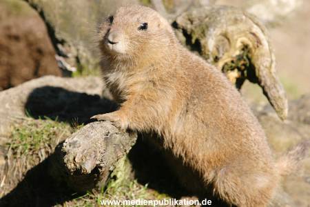 hagenbeck 20032005 006