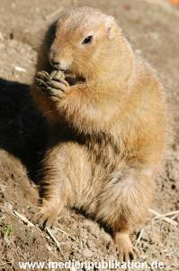 hagenbeck 20032005 008