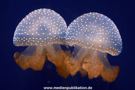 Hagenbeck 042010 019
