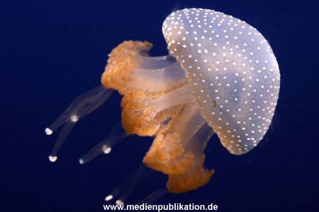 Hagenbeck 042010 020
