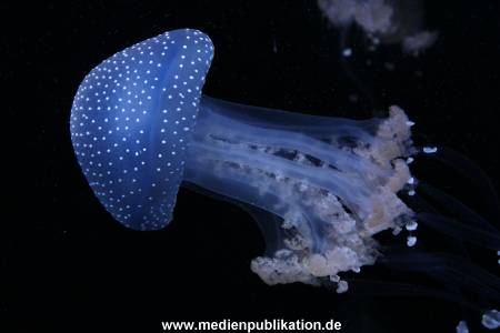 Hagenbeck 24022015 077
