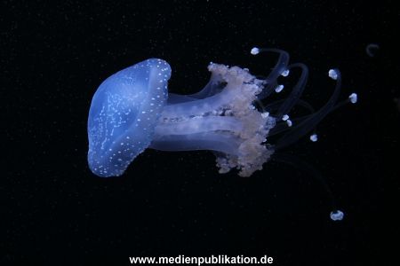Hagenbeck 24022015 078