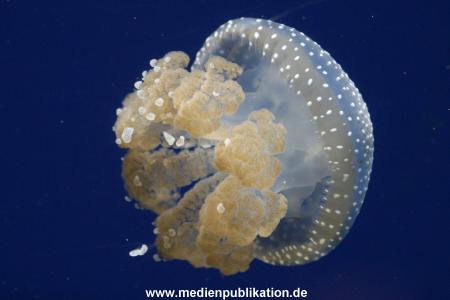 Hagenbeck 24072010 018
