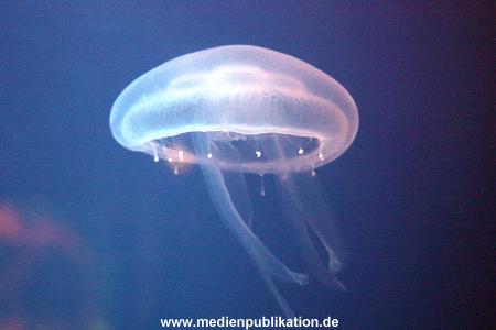 Hagenbeck Archiv 23052009 016