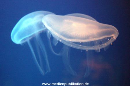 Hagenbeck Archiv 23052009 017